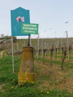 Le sentier viticole